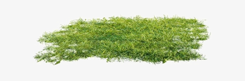 Ground Png Clipart - Moss, transparent png #1515248