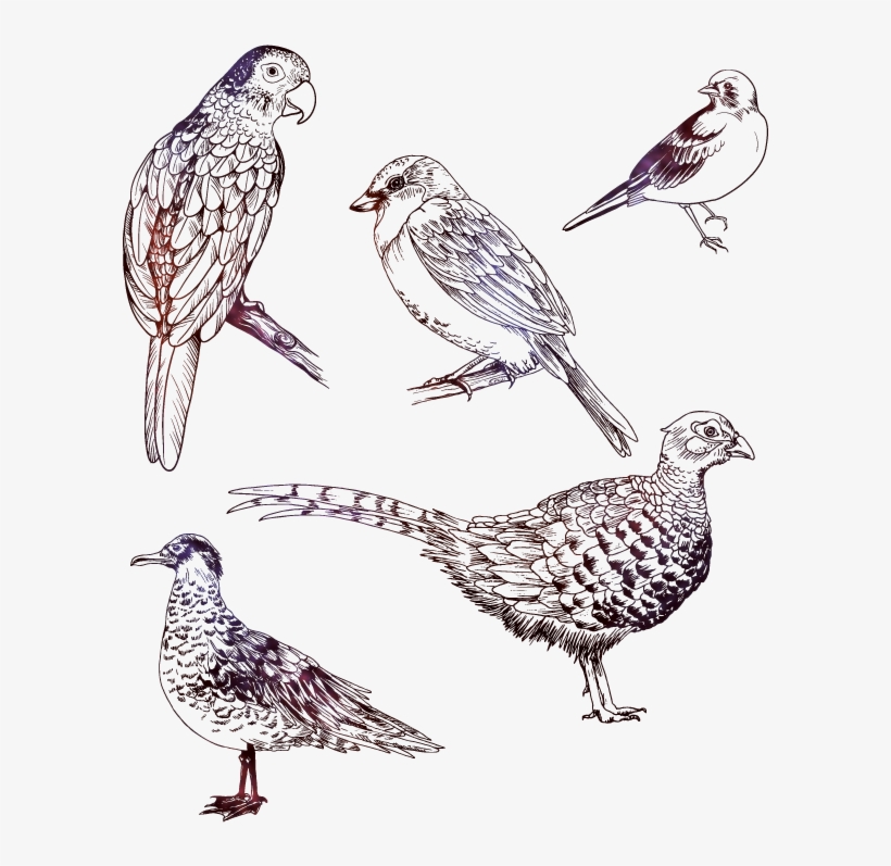 Contour Birds On Behance - Drawing, transparent png #1515273