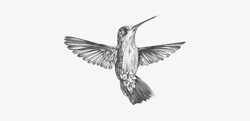 Check Out New Work On My @behance Portfolio - Anna's Hummingbird Vintage Art, transparent png #1515317