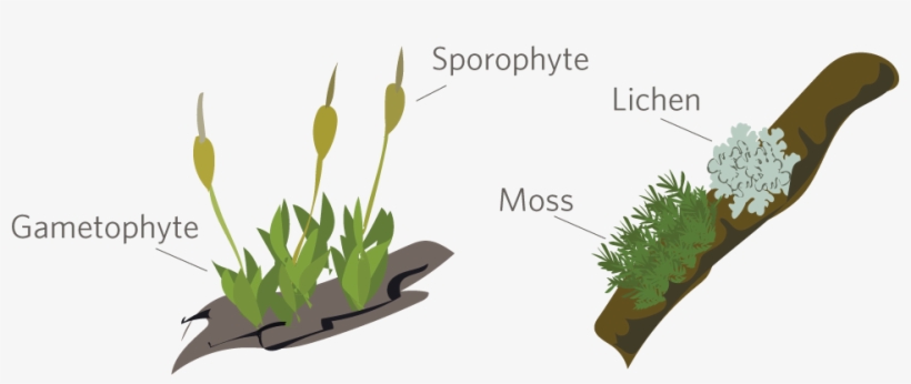 It's Moss Week On Inaturalist Mar - Bryophytes Png, transparent png #1515381