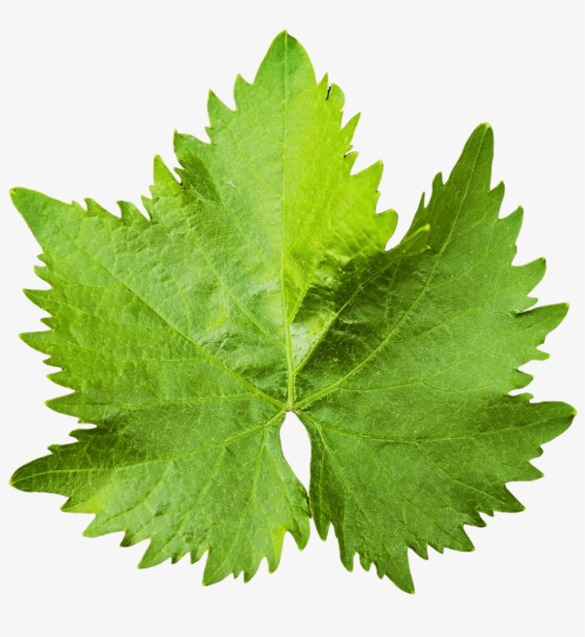 Download Grape Vine Leaf Png Image - Grape Vine Leaf Png, transparent png #1519159