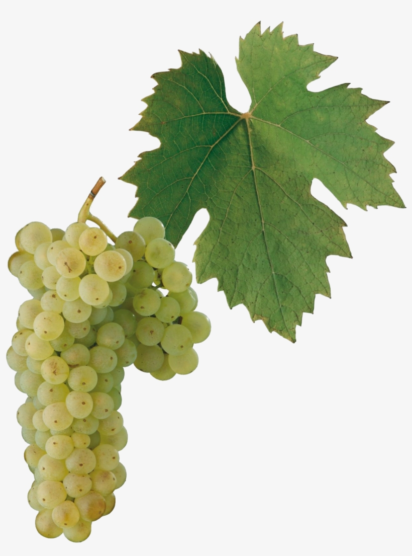 Image - Welschriesling Grape, transparent png #1519180