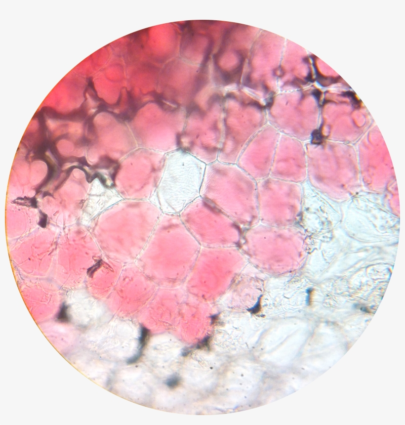 Flower Petal 2 400× - Flower Petal Under Microscope, transparent png #1519647