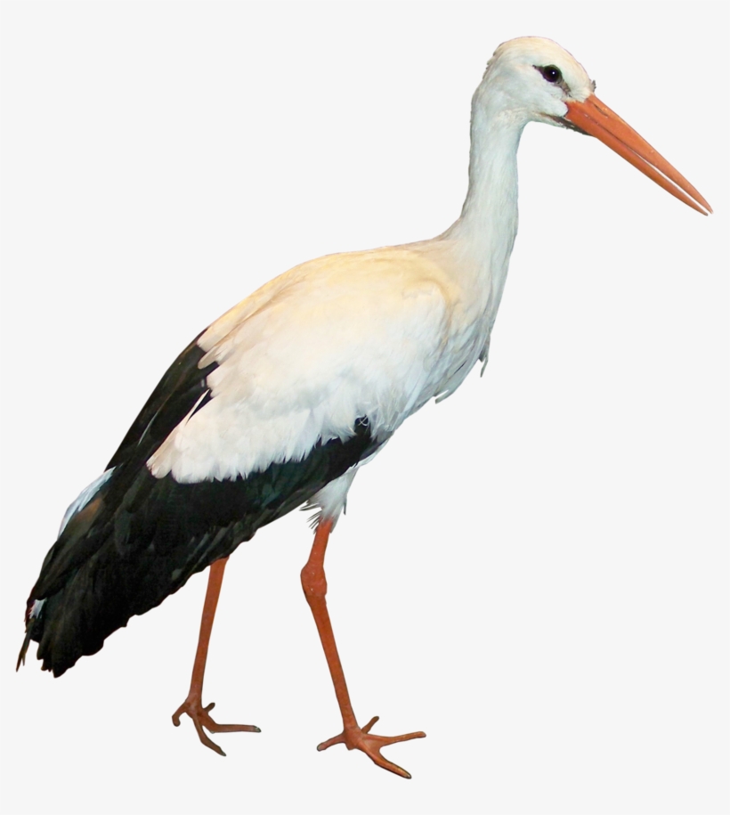 Stork Png, transparent png #1520614