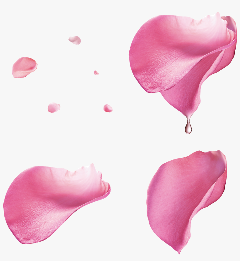 Rose Roses Petal Petals Rosepetals Pink Flowers Flower Pink Rose