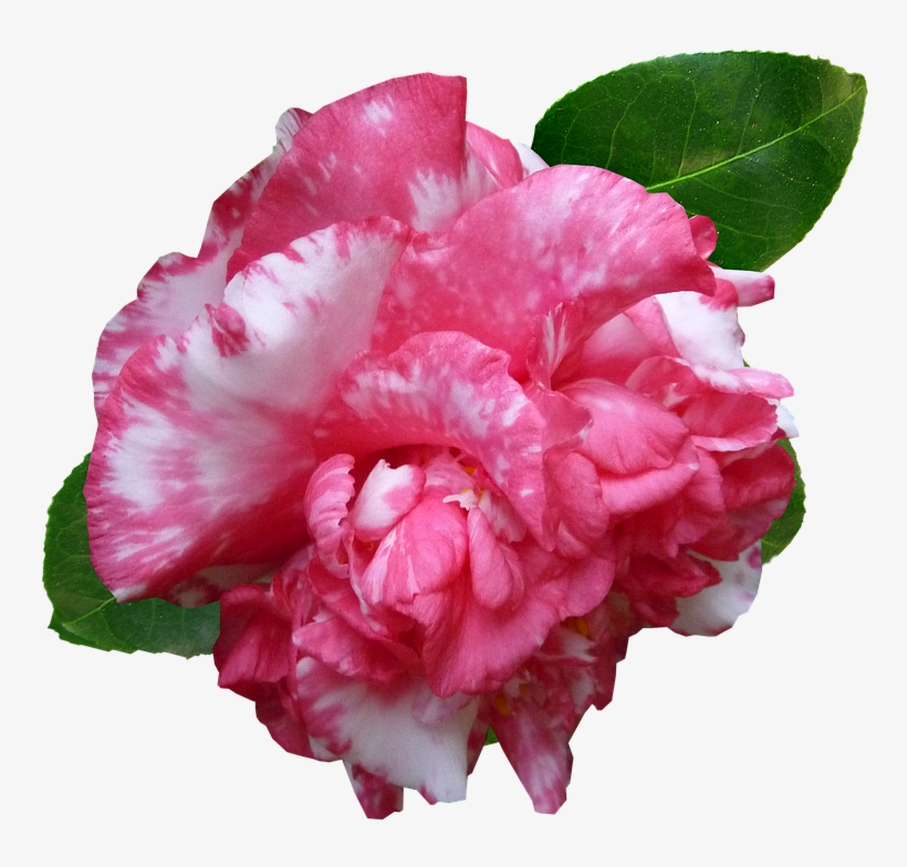 Flower, Camellia, Pink, Garden, Cut Out - Camellia, transparent png #1523066