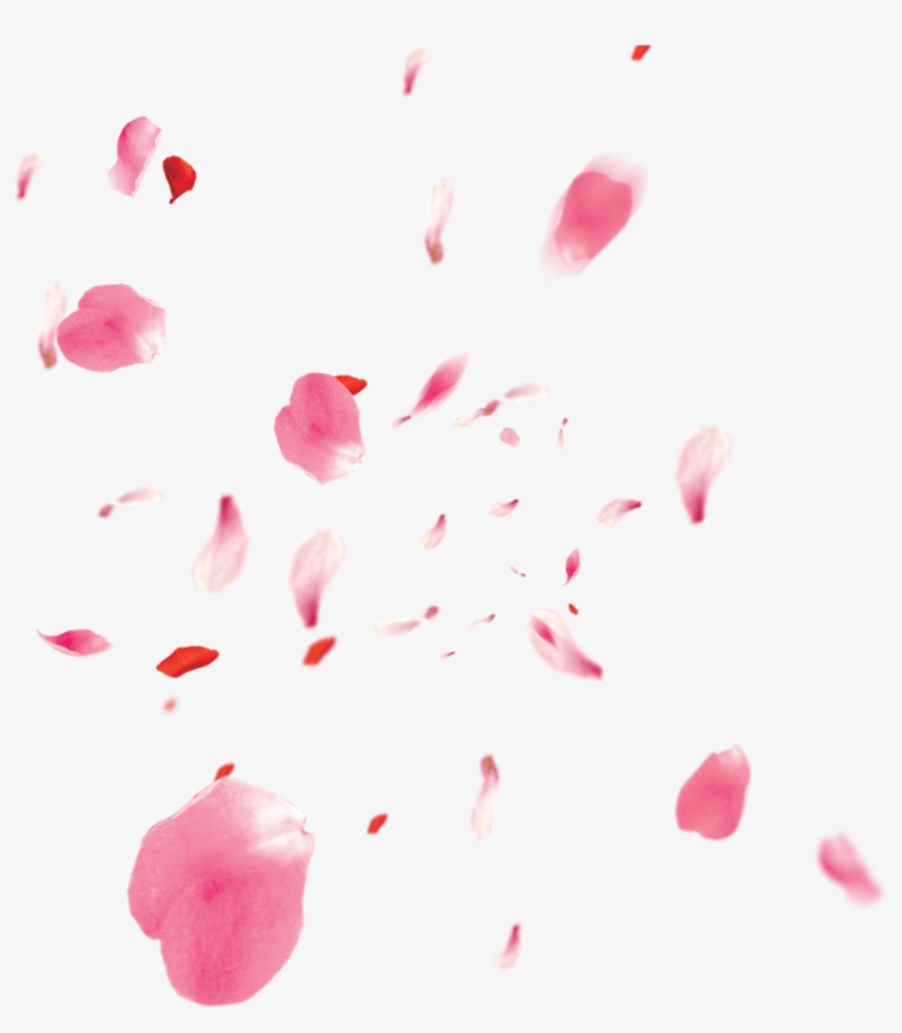 Flowers Petali Rose Petals Petalsofroses Pink Love - Flor De Cerezo Petalos Png, transparent png #1523109