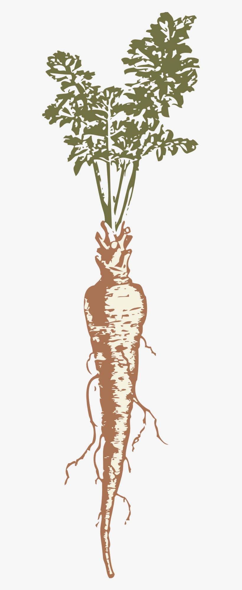 Parsnip Drawing Clip Art - Carrot Root Drawing, transparent png #1523281