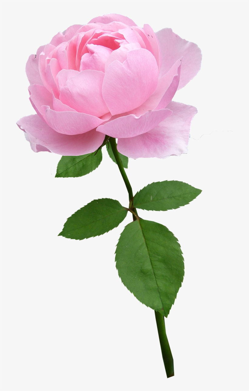 Rose,stem,pale Pink,flower,bloom,free Pictures, Free - Pink Rose With Stem Png, transparent png #1523520