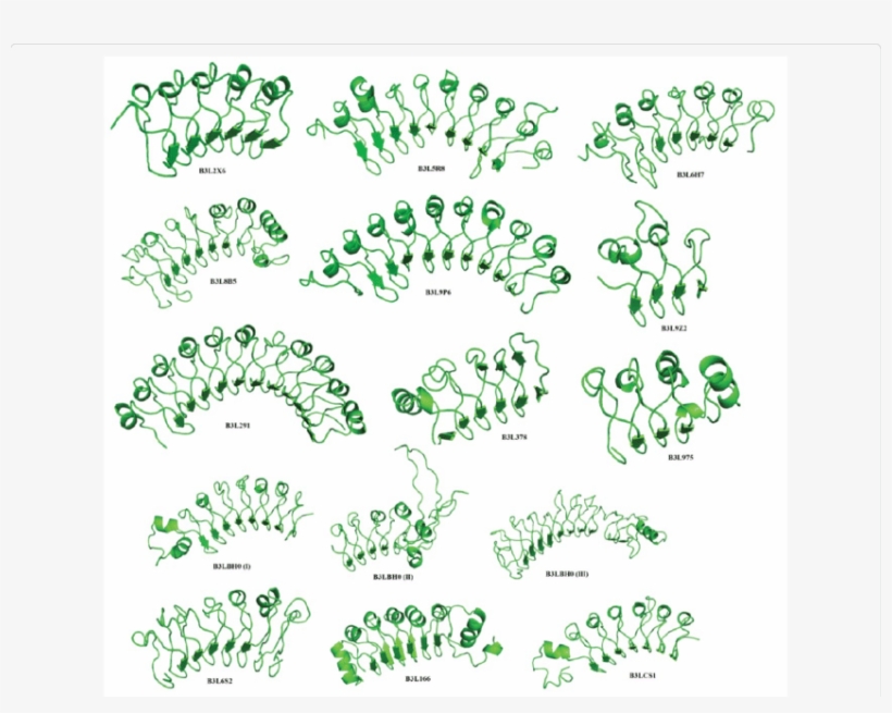 Horse Shoe Shaped Structure Of Llrs Present In Putative - Protein, transparent png #1524132