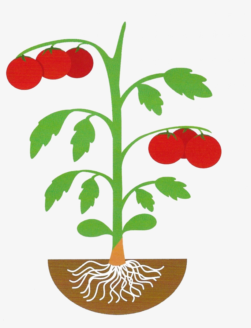 Eggplant Clipart Stem - Art, transparent png #1524325