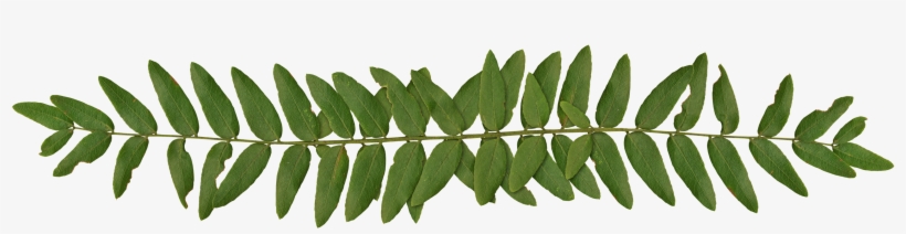 Fern-border - พี่ ทับทิม พี่ ปลื้ม, transparent png #1524349