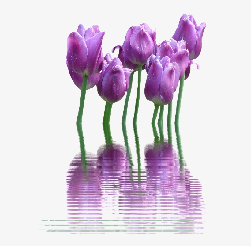 Spring Flower Png Transparent - Best Gift - Tulip Flower Canvas Hoodie/t-shirt/mug, transparent png #1524419