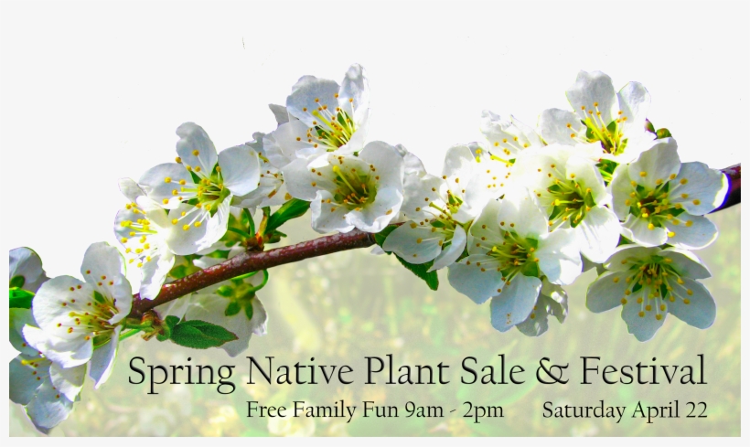 Spring Flower - Winter Aconite, transparent png #1524565