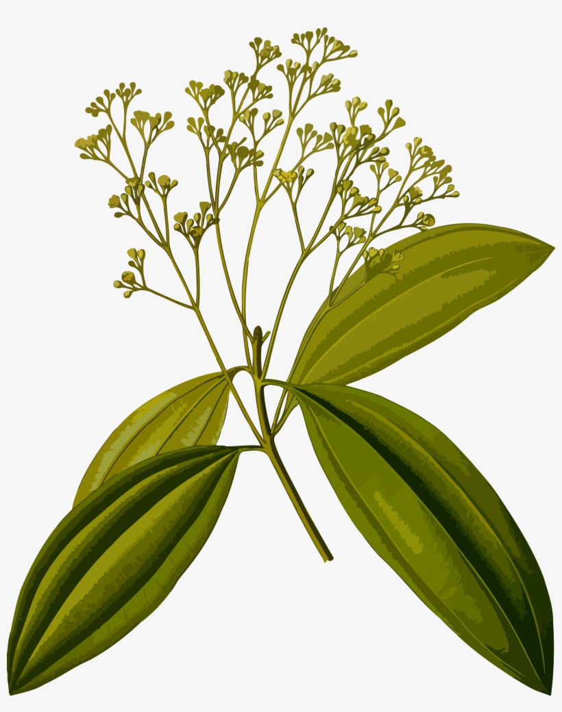 This Free Icons Png Design Of Chinese Cinnamon, transparent png #1524592