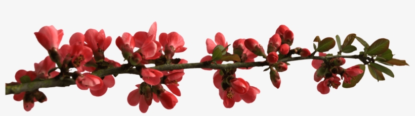 Spring Flower Buttons On Branch Png - Flower Branch Png, transparent png #1524657