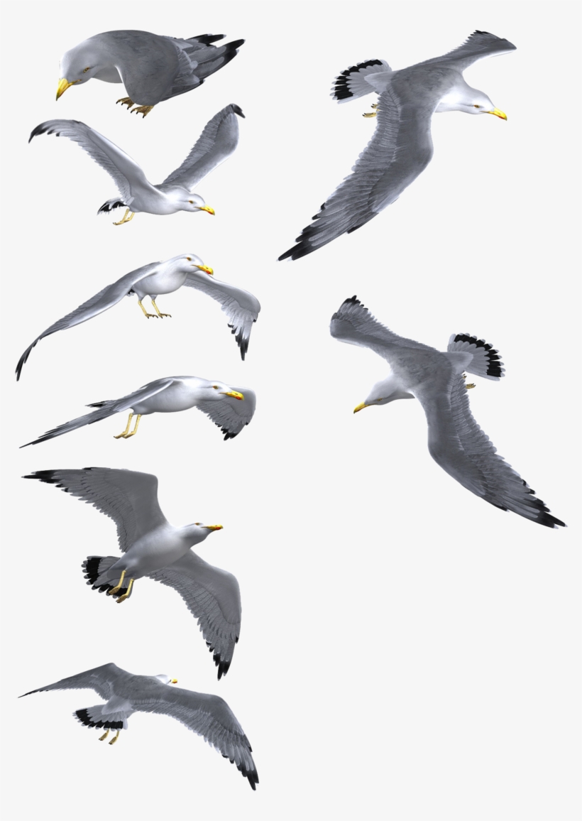 Flying Seagull Png - Common Gull, transparent png #1525374