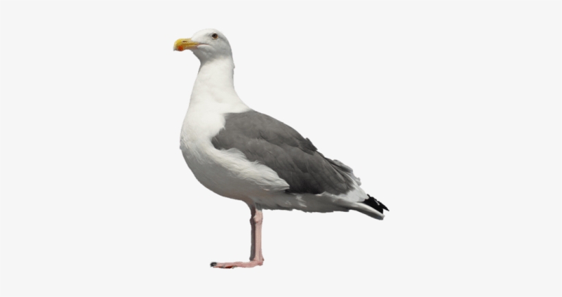 Free Png Gull Png Images Transparent - Seagull Standing, transparent png #1525390
