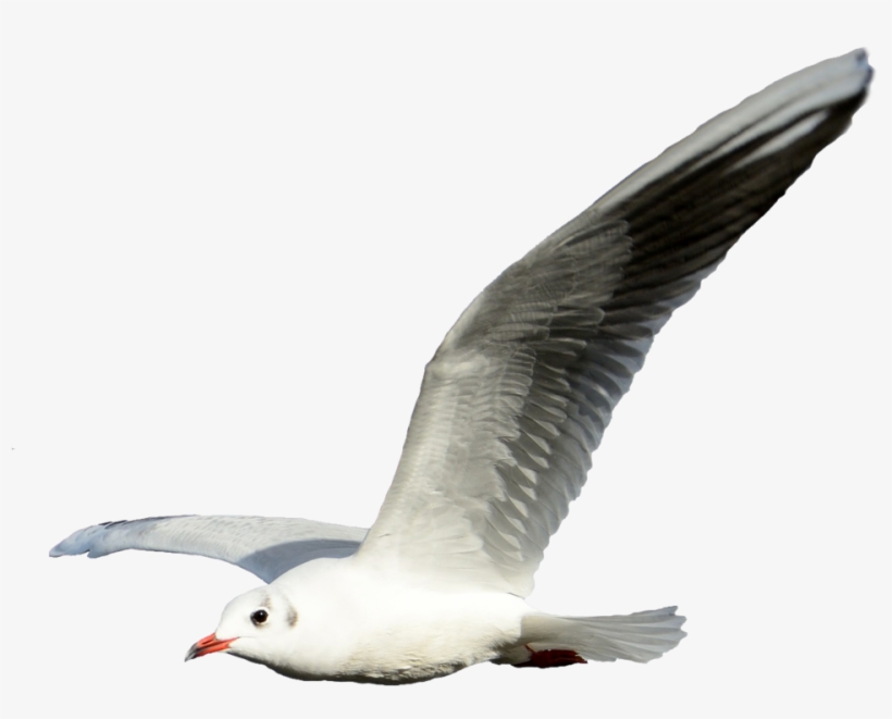 Seagull Transparent Png - Seagull Flying No Background, transparent png #1525414