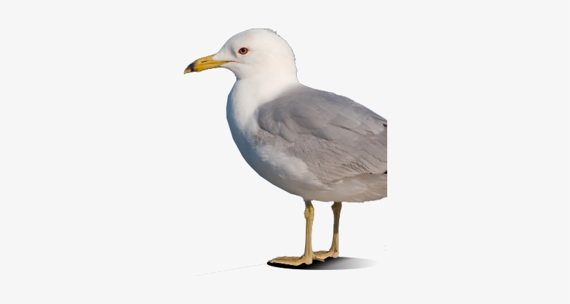 Bird Gard Electronic Bird Repellent Seagull - Seagull Transparent, transparent png #1525448