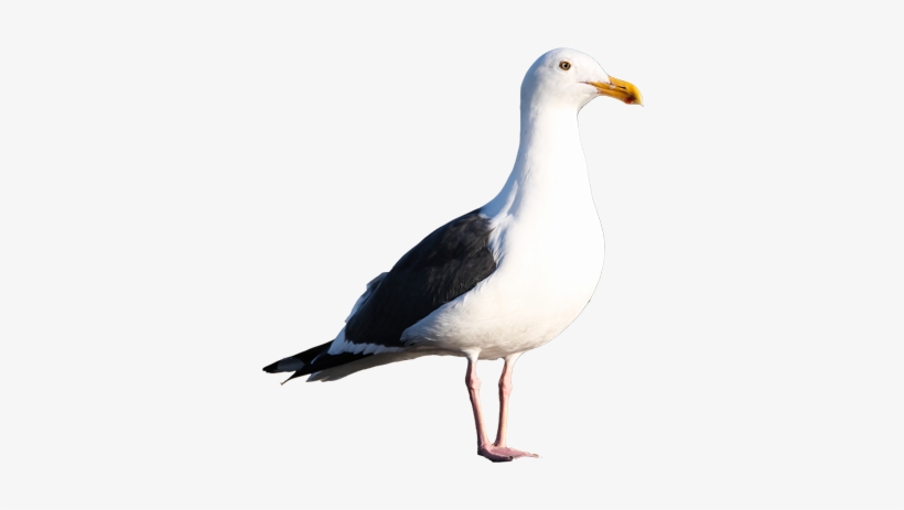 Gull Png - California Gull No Background, transparent png #1525505