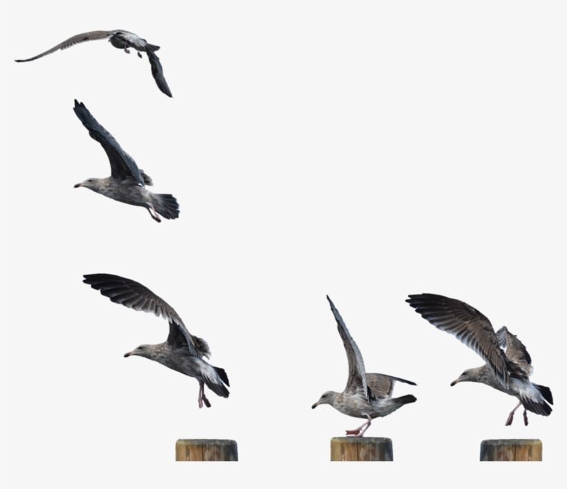 Publicat De Eu Ciresica La - Seagulls Standing Png, transparent png #1525583