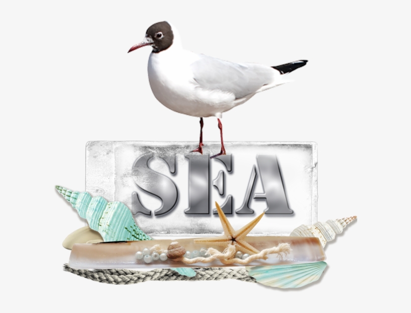 Seagulls - Laughing Gull, transparent png #1525620