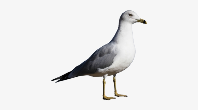 Black Headed Gull Png, transparent png #1525872