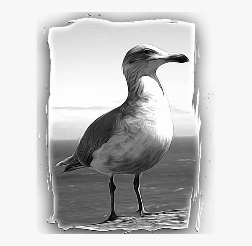 Seagull, Bird, Feathered, Painterly, Animal, Wild - Bird, transparent png #1525972