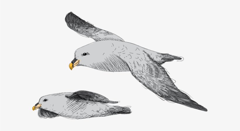 Abundant Sea Bird Found Primarily In Subarctic Regions - Great Black-backed Gull, transparent png #1526021