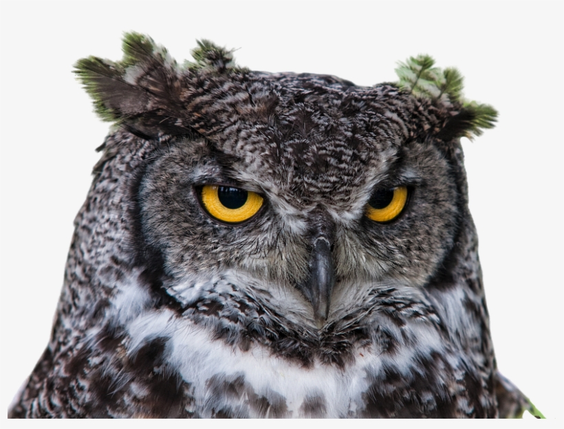Peel N Stick Poster Of Raptor Grand Duke Owl Png Clipping - Brown Und Weiße Eule Mit Intensiven Gelben Augen Taschenspiegel, transparent png #1526630