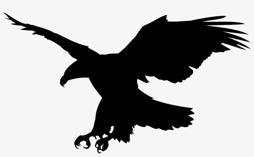Animal, Eagle, Raptor - Aguias Fotos Lindas, transparent png #1527102