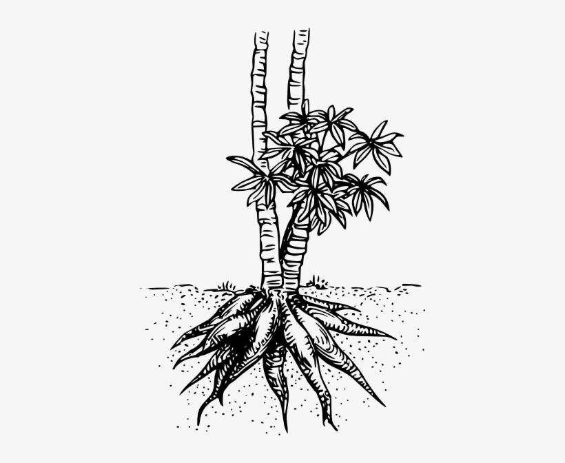 Cassava Yuca Clip Art Free Vector - Cassava Plant Clipart Black And White, transparent png #1527494