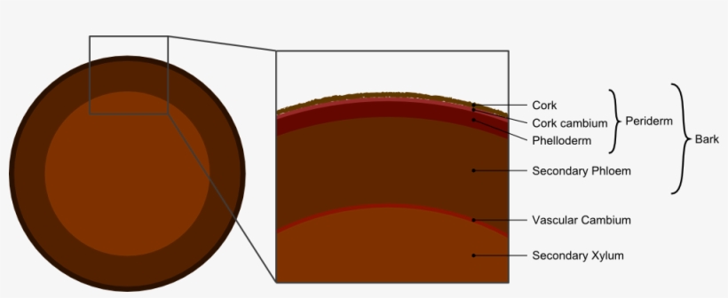 Tree Secondary Components Diagram - Layers Of The Periderm, transparent png #1528178