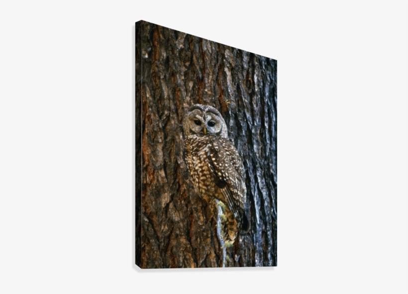 Mexican Spotted Owl Camouflaged Against Tree Bark Canvas - Poster: Spotted Owl, 61x41in., transparent png #1528199
