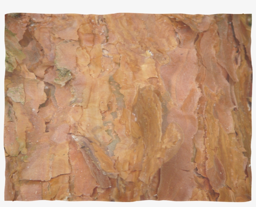 Deep Rust Tree Bark - Plywood, transparent png #1528201