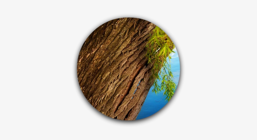 Willow Bark - Willow Tree Bark, transparent png #1528221