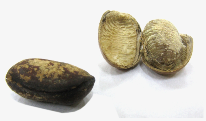 Monodora Myristica Seeds - Monodora Myristica, transparent png #1528522