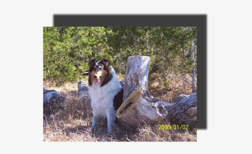 Treebark Ourbeautiful Tricolliegirl - Rough Collie, transparent png #1528702