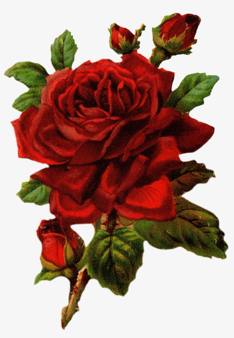 Be - Sniff - Blumen: Nostalgische Rosen - Taschentücher, transparent png #1528777