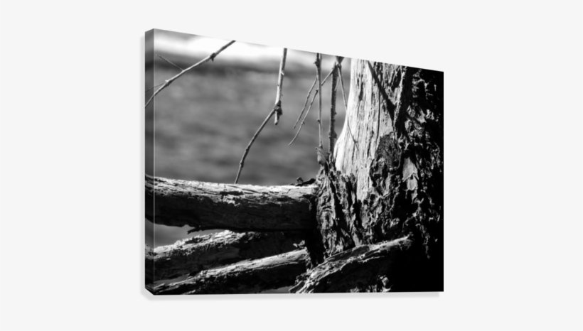 Coastal Tree Bark Canvas Print - Monochrome, transparent png #1528806