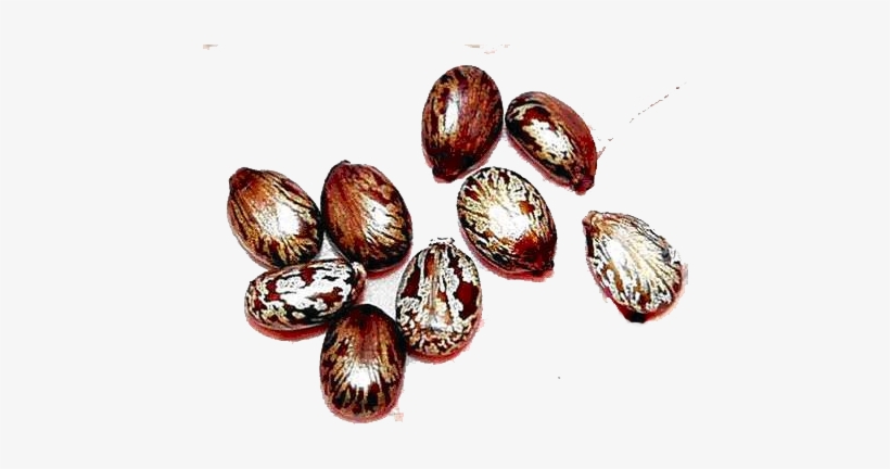 Castor Oil Is Extracted From The Bean, But More Accurately, - Castor Oil Seeds Png, transparent png #1528829