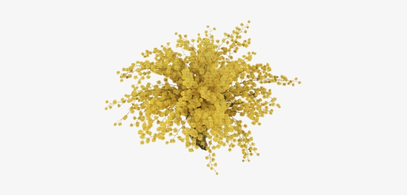 Chantalmi Fleur Mimosa - Mimosa Png Transparent, transparent png #1528974