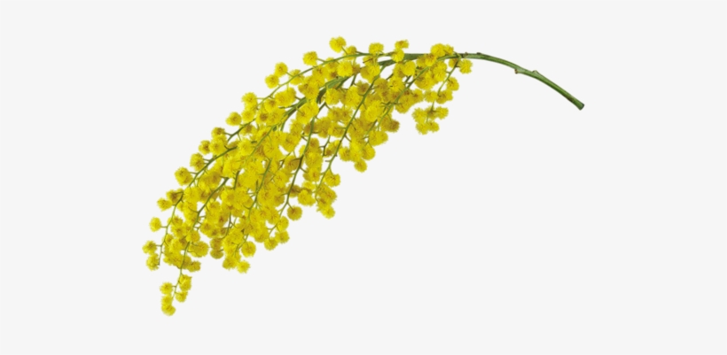 Mimosa - Mimosa Floral Wax Organic 16 Oz, transparent png #1528994