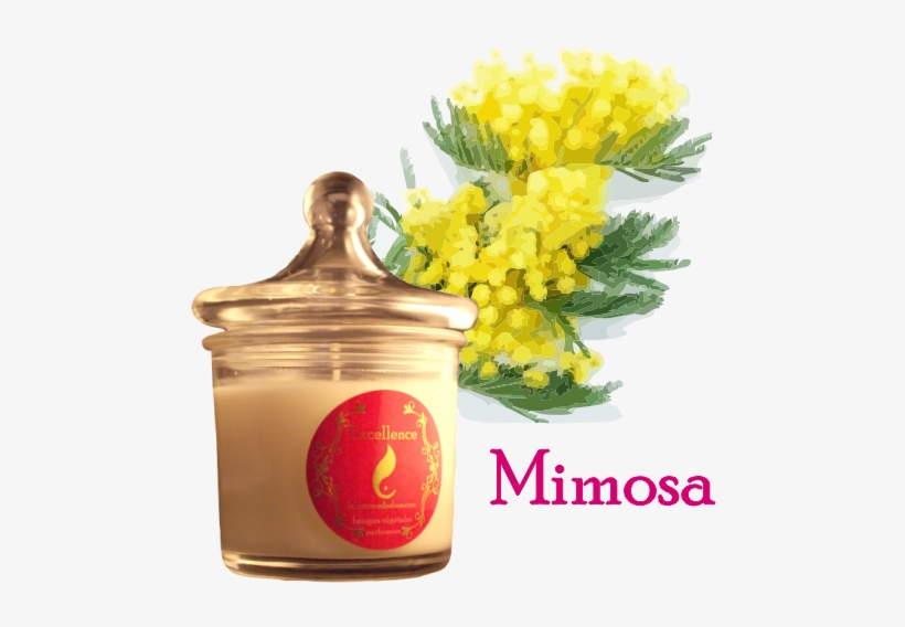 La Bougie Excellence - Mimosa, transparent png #1529684