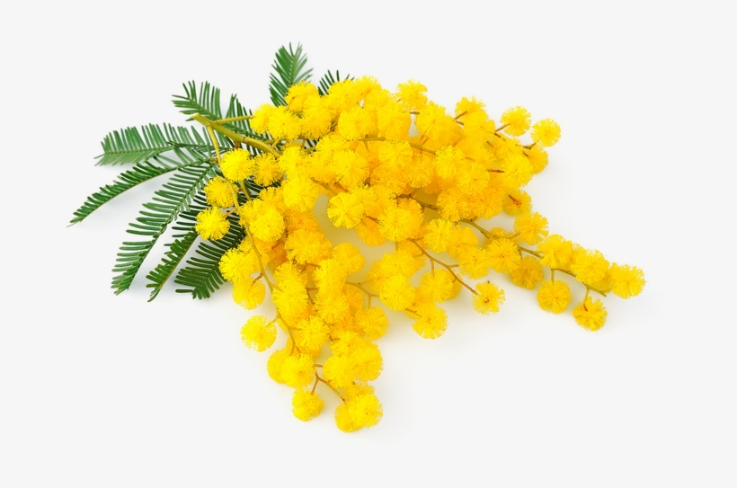 Mimosa Donne My Sweet Laura - International Women's Day, transparent png #1529820