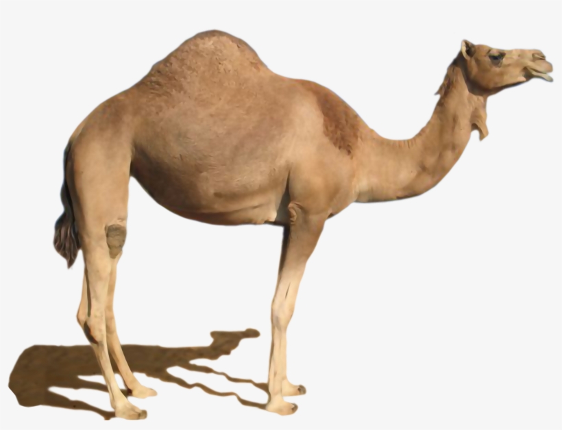 Desert Camel Standing Png Image - Camel Png, transparent png #1529841