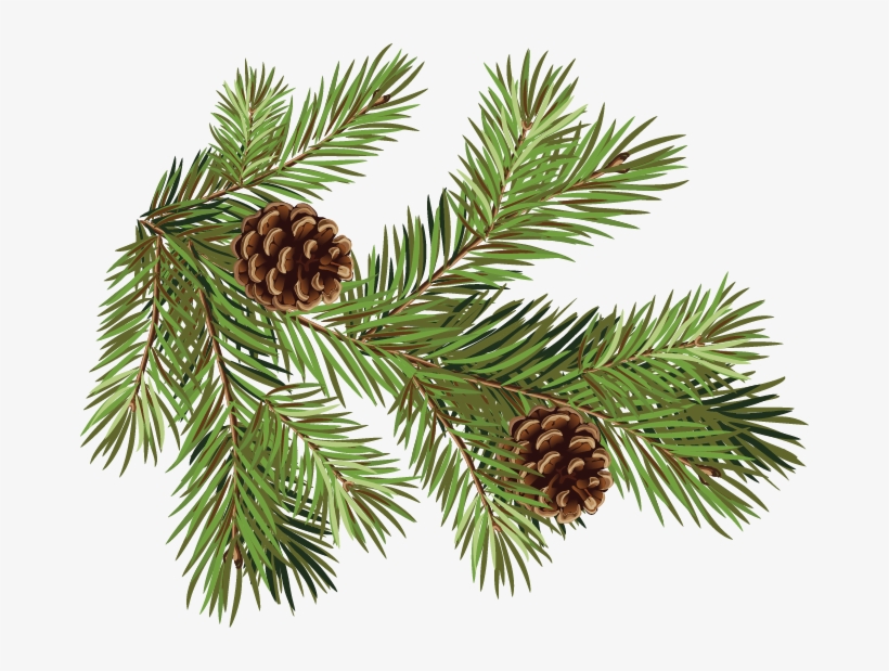 Pine Fir Conifer Cone Spruce Branch - Pine Cones And Branches, transparent png #1530258