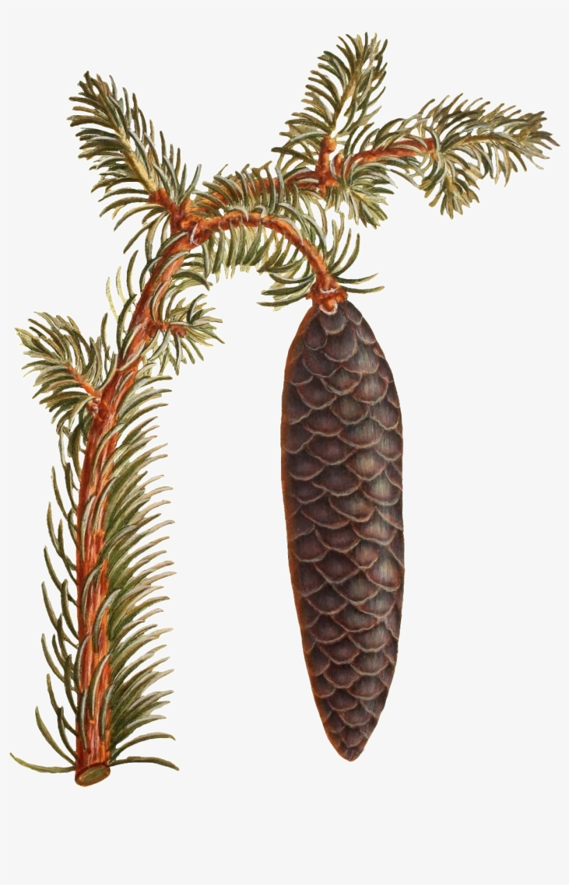 Hand Painted A Branch Of Wild Pinecone Transparent - Conifer Cone, transparent png #1530460