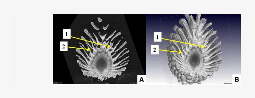 Demonstration Of Intact Pine Cone Microct Scan In Slice - Common Fig, transparent png #1530916